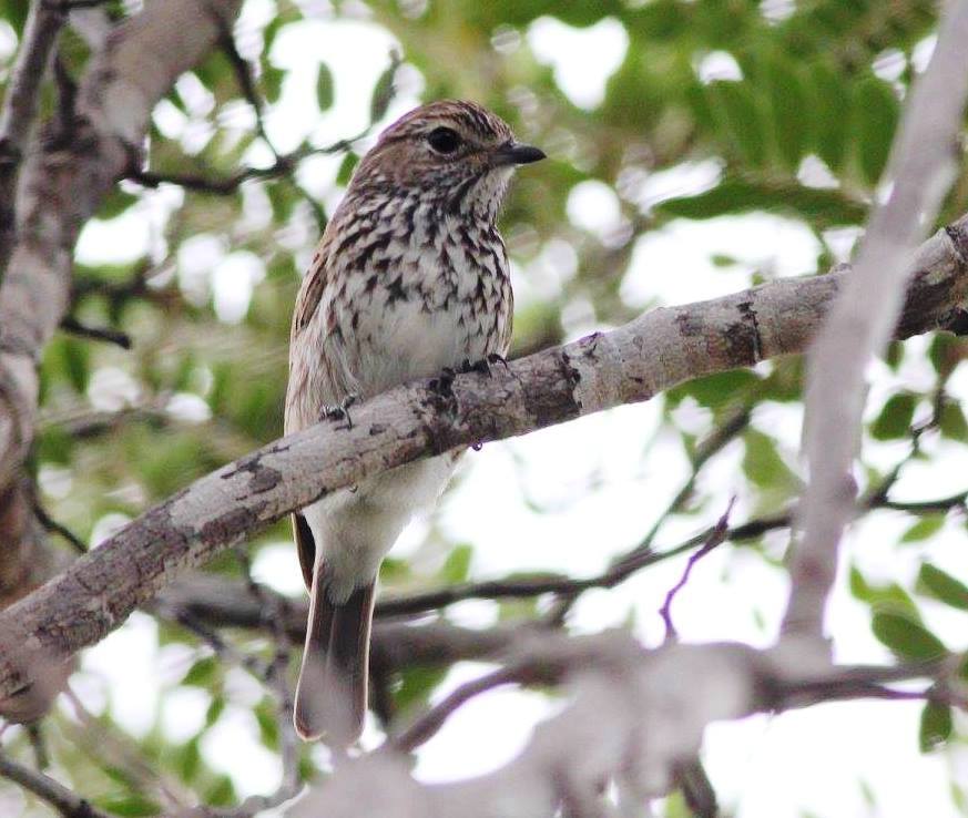 Böhm's Flycatcher