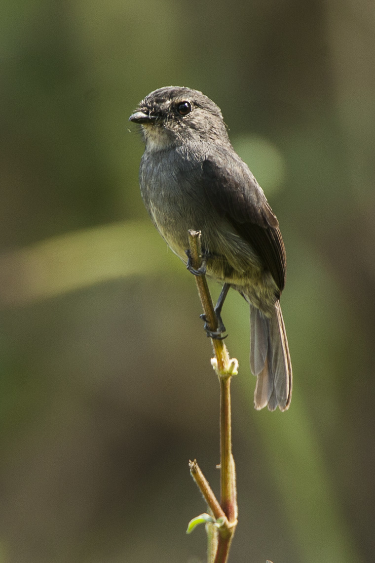 Dusky-blue Flycatcher