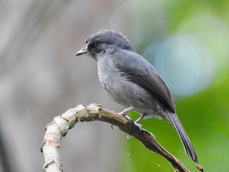 Little Grey Flycatcher