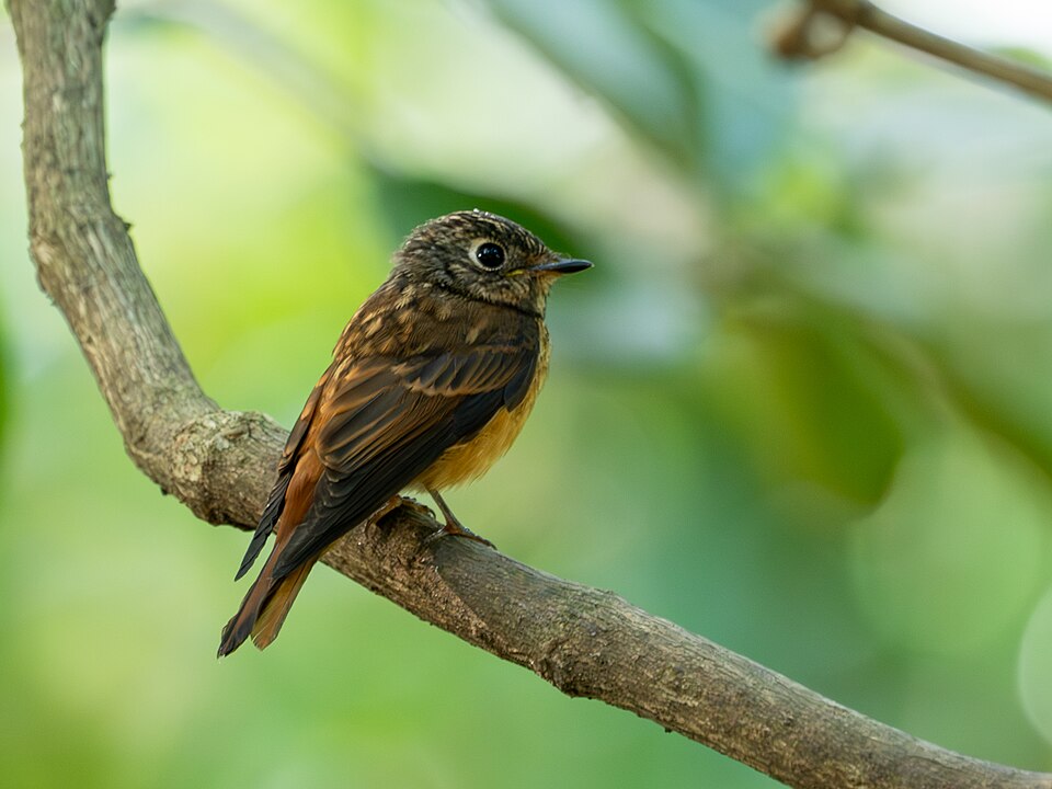 Ferruginous Flycatcher