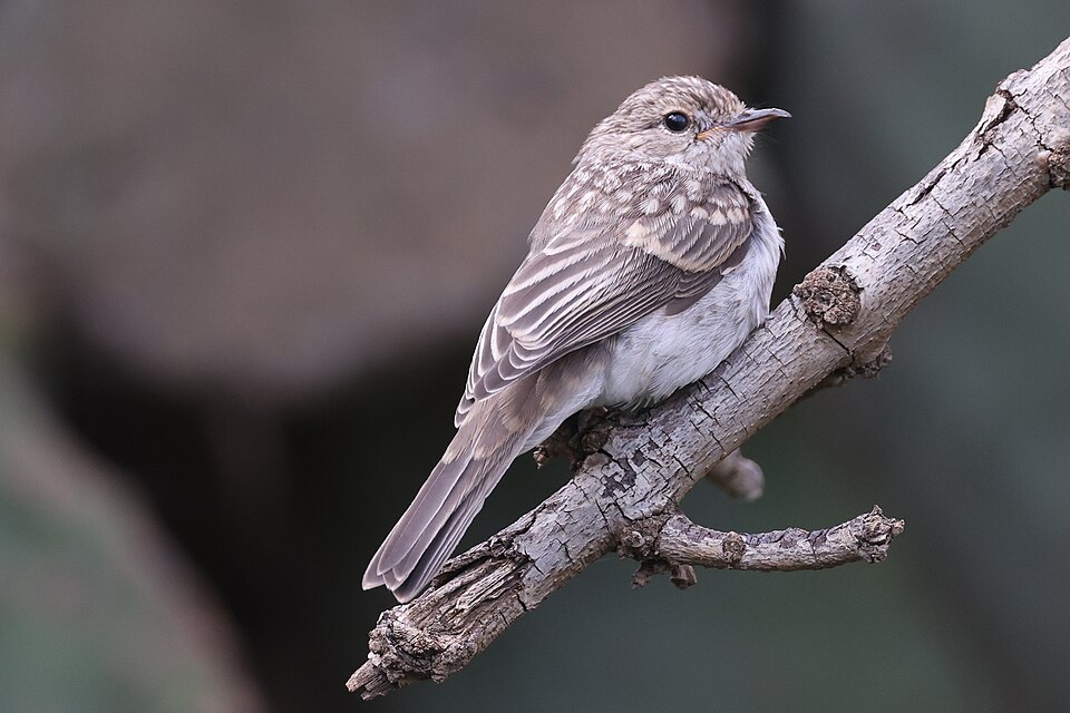 Gambaga Flycatcher