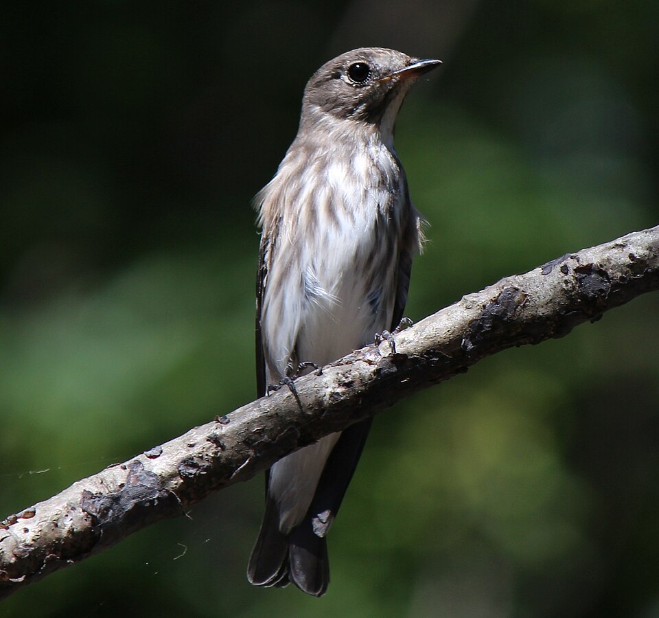 Grey-streaked Flycatcher
