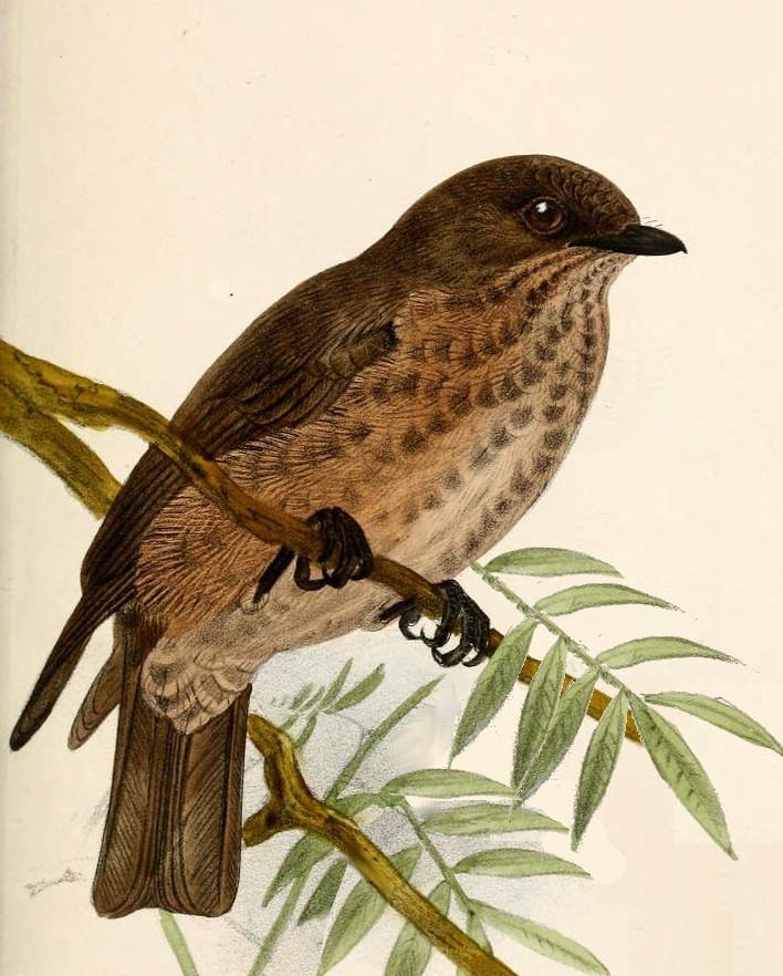 Sooty Flycatcher