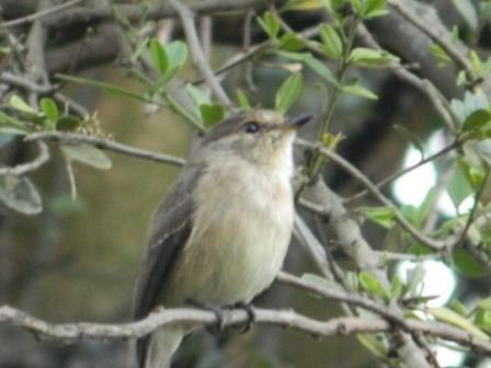 Chapin's Flycatcher