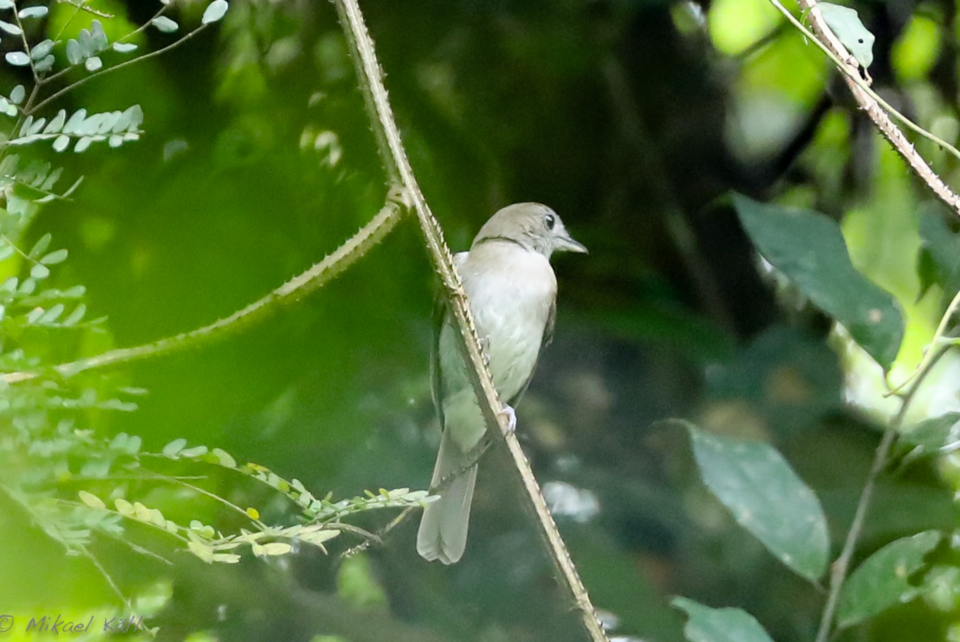 Olivaceous Flycatcher