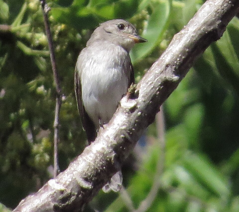 Sumba Brown Flycatcher