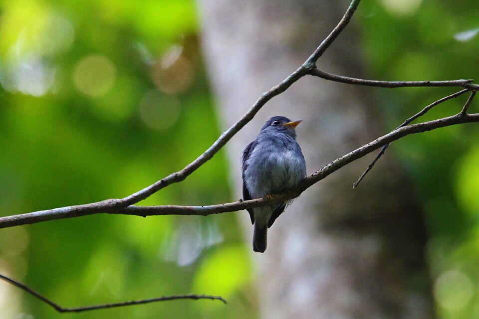Yellow-footed Flycatcher