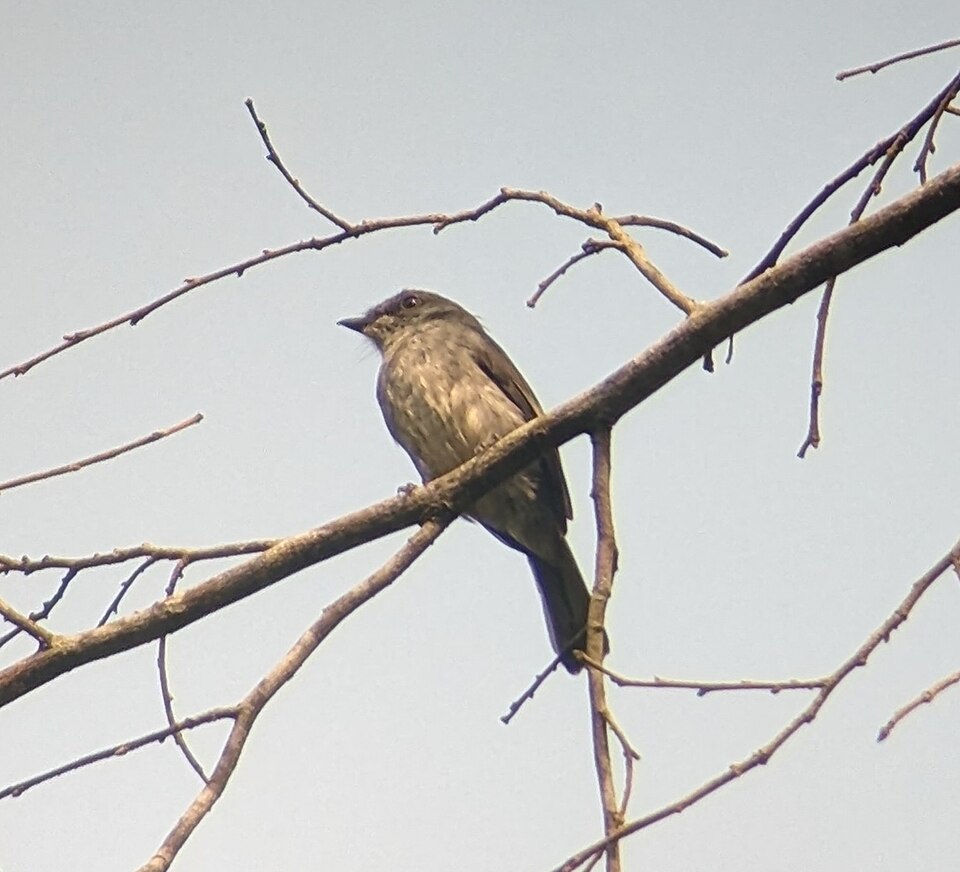 Tessmann's Flycatcher
