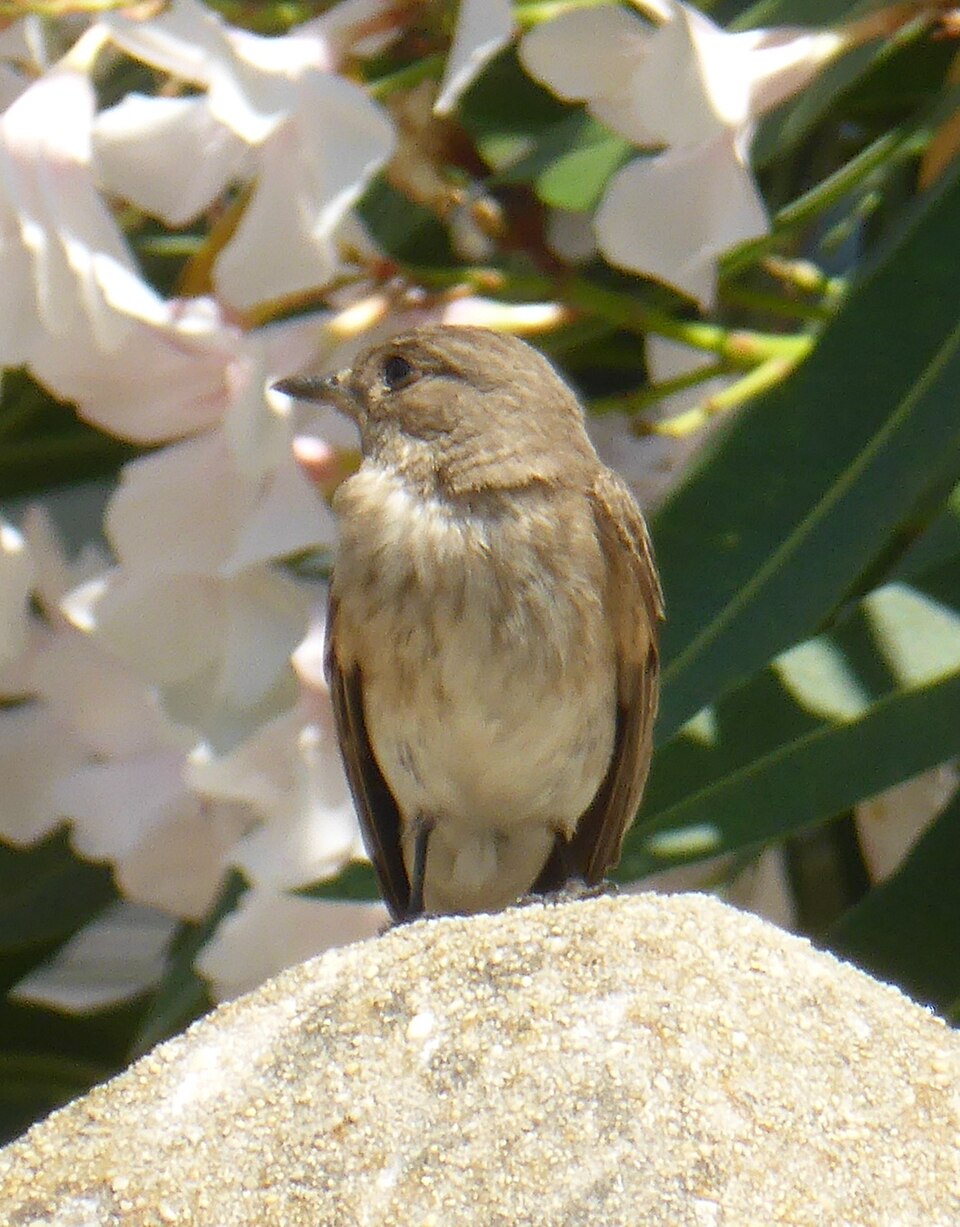 Mediterranean Flycatcher