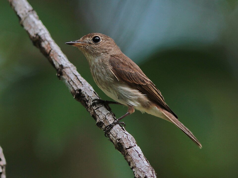 Brown-streaked Flycatcher