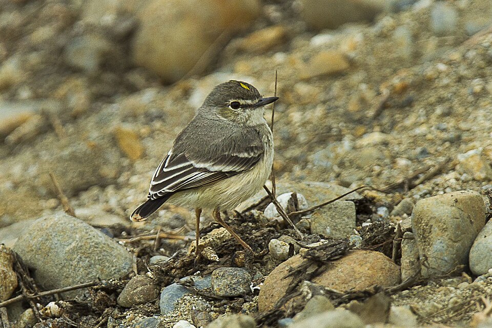 Short-tailed Field Tyrant