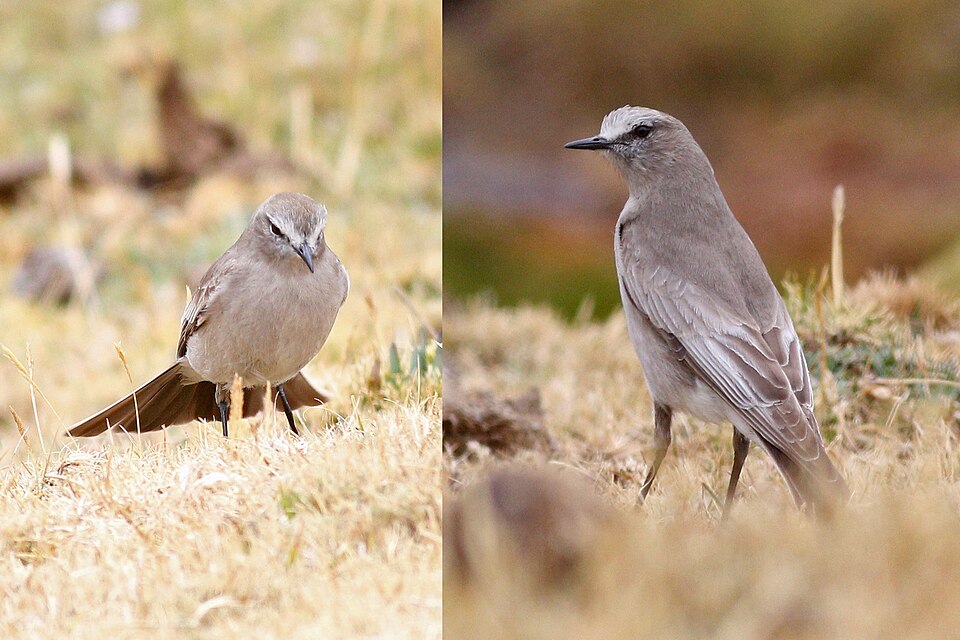 White-fronted Ground Tyrant