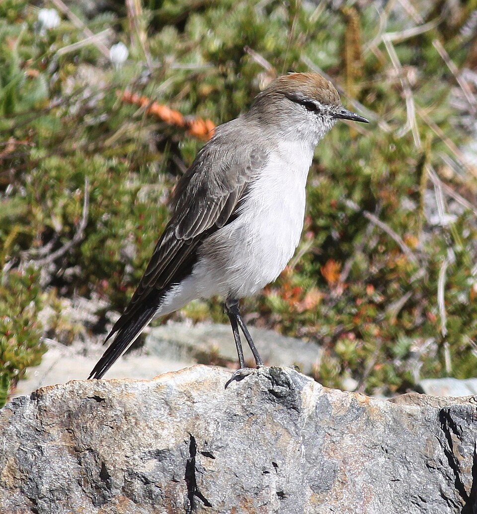 White-browed Ground Tyrant