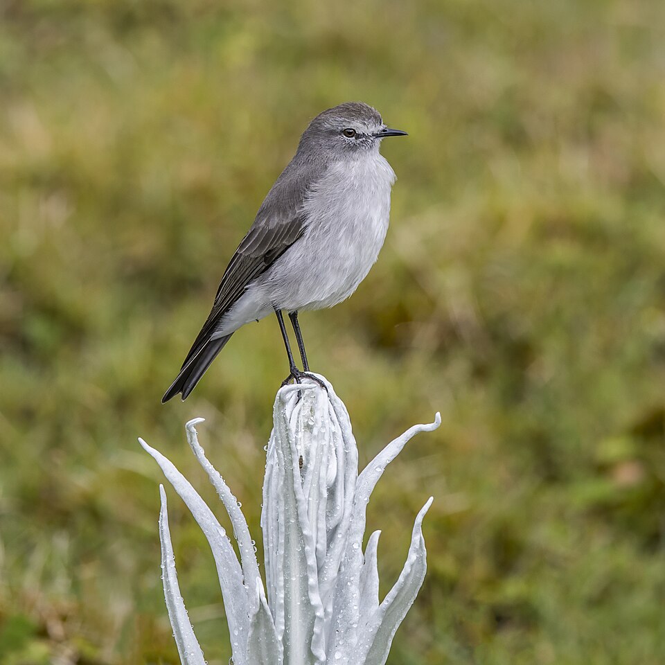 Paramo Ground Tyrant
