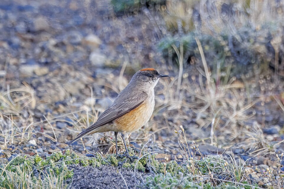 Cinnamon-bellied Ground Tyrant