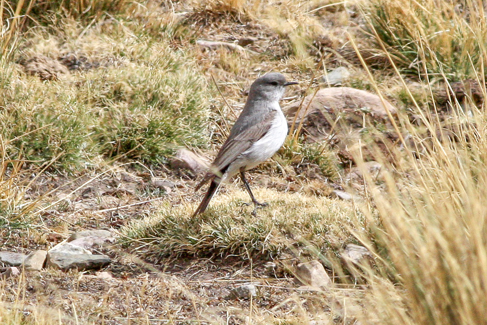 Cinereous Ground Tyrant