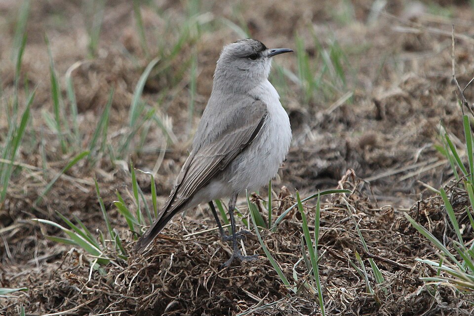 Black-fronted Ground Tyrant