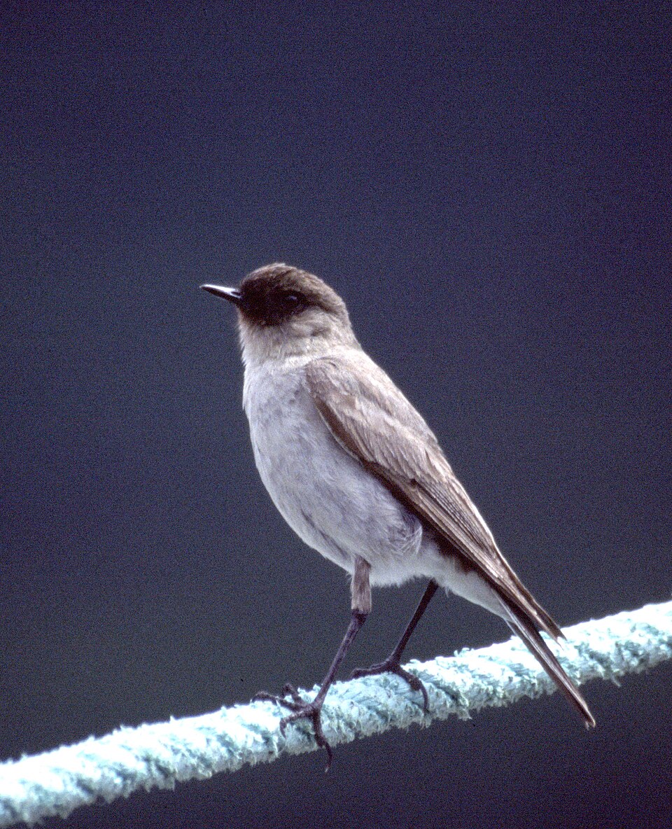 Dark-faced Ground Tyrant