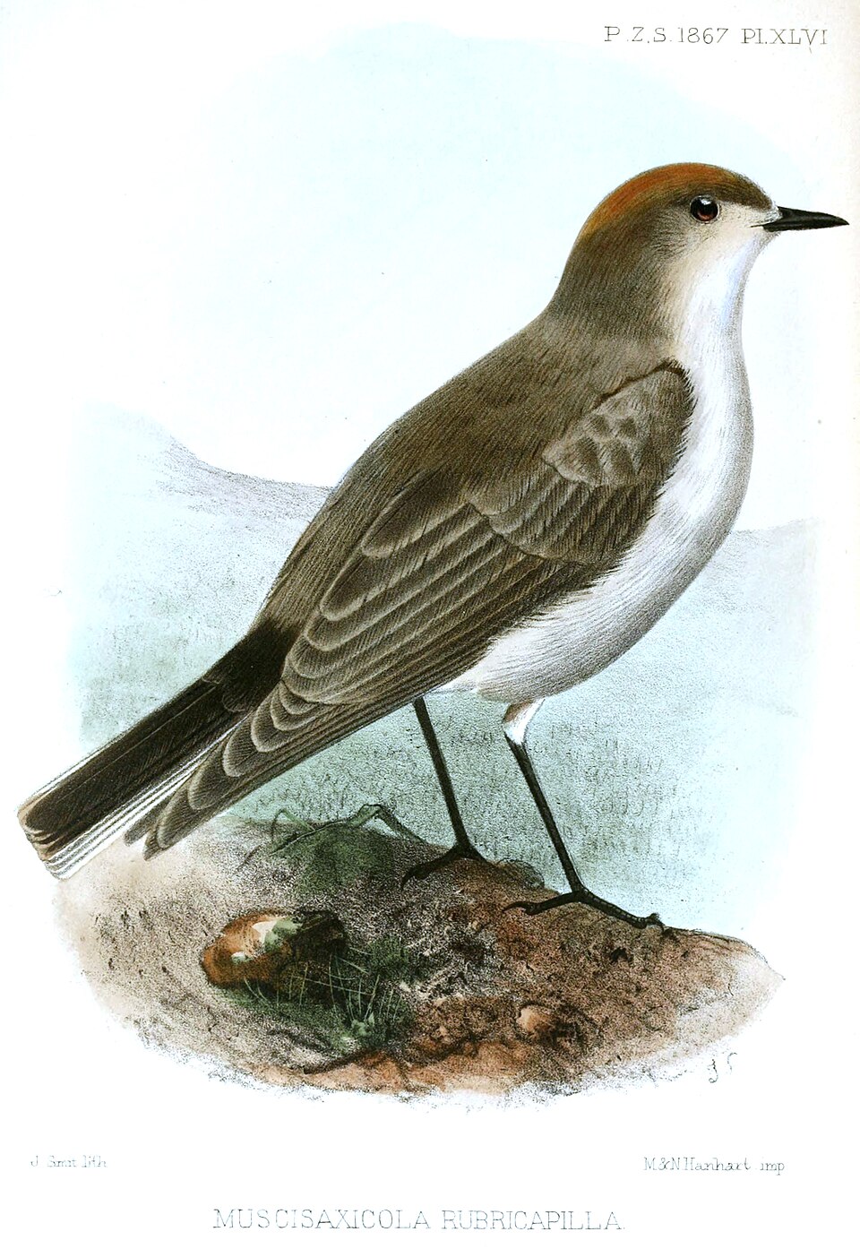 Rufous-naped Ground Tyrant
