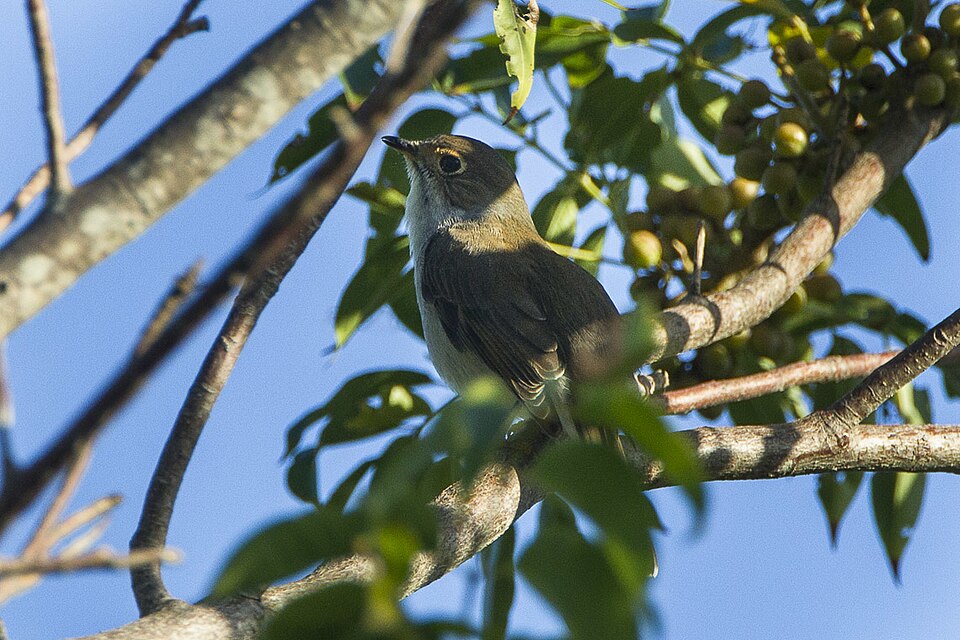 Cuban Solitaire