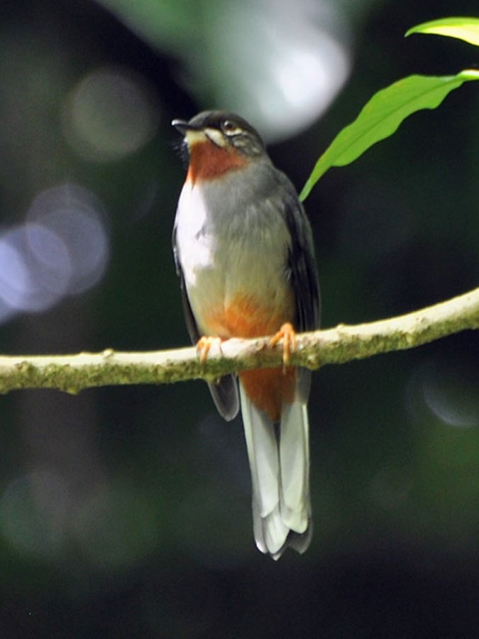 Rufous-throated Solitaire