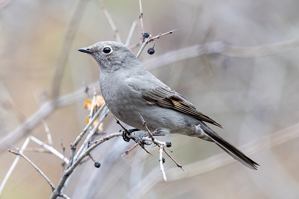 Townsend's Solitaire