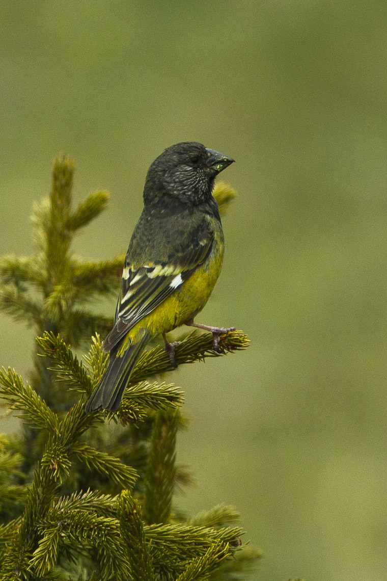 White-winged Grosbeak