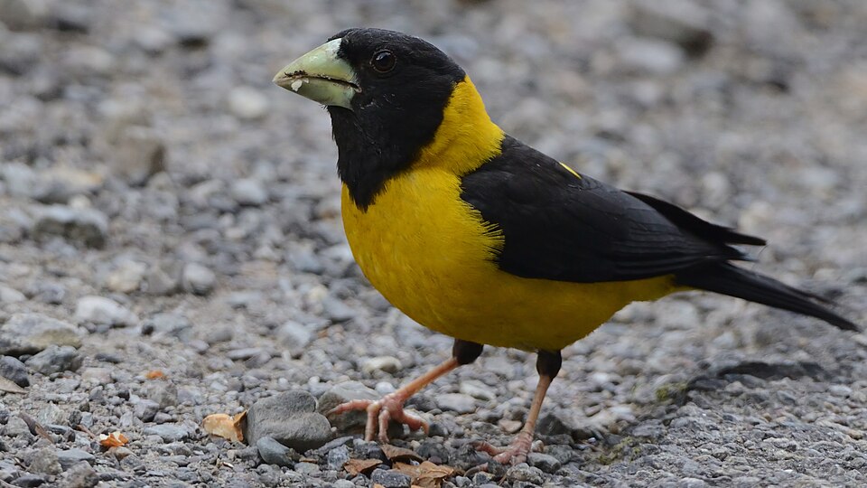 Black-and-yellow Grosbeak