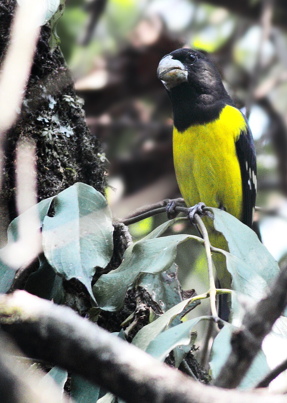 Spot-winged Grosbeak