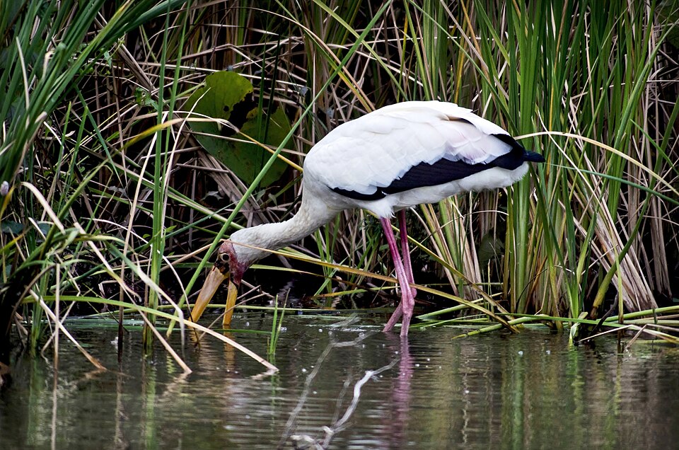 Milky Stork