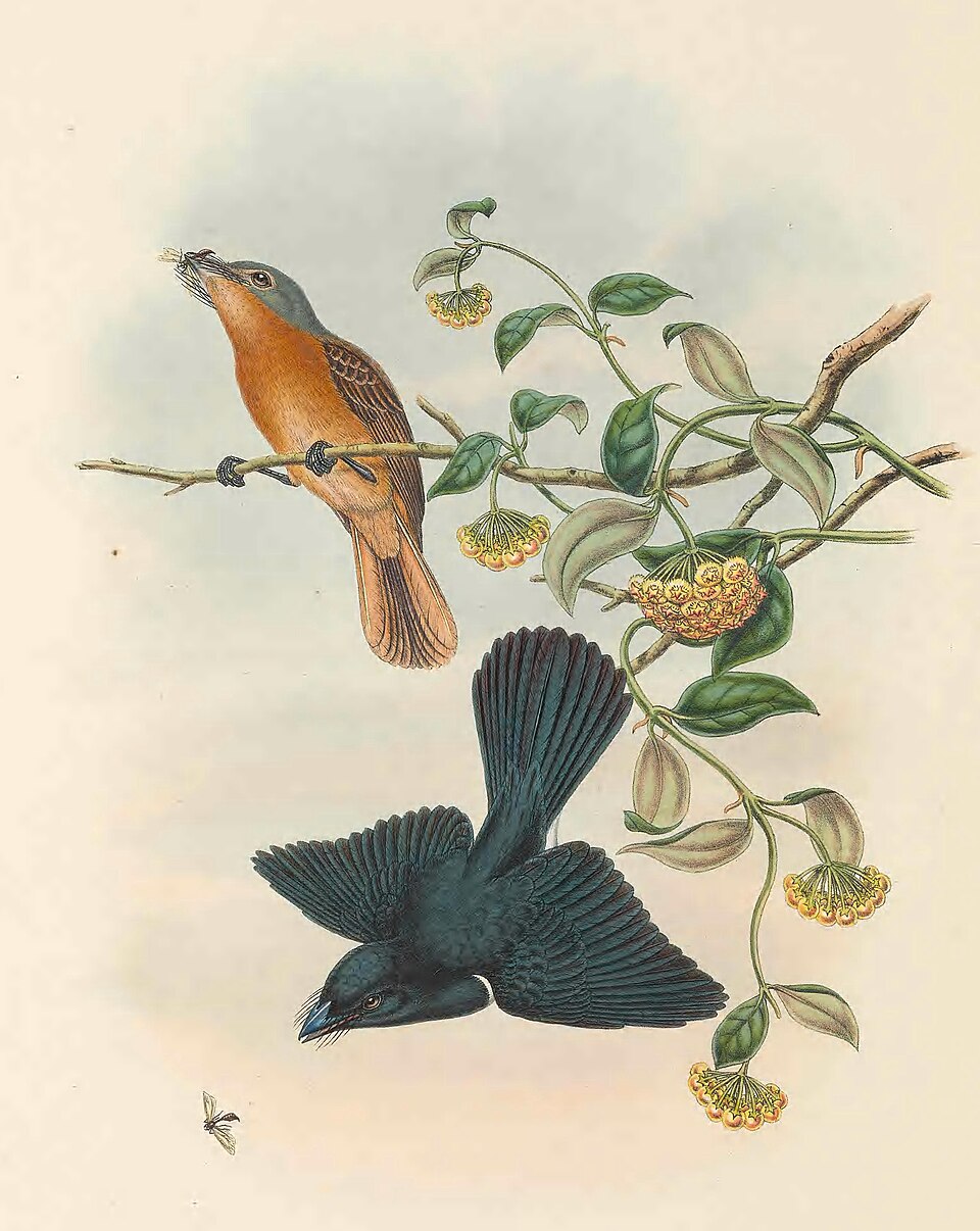Makira Flycatcher