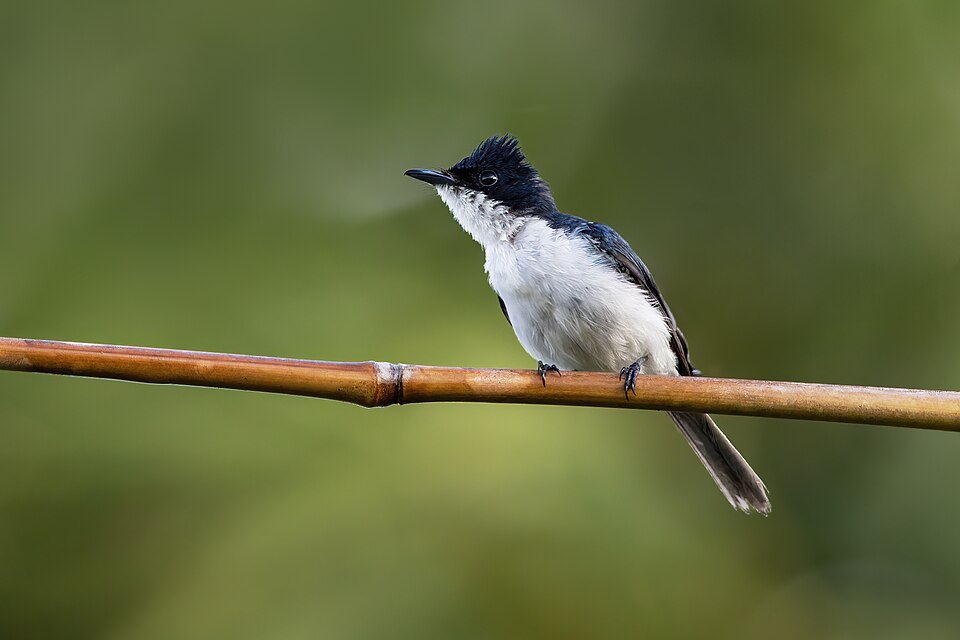Moluccan Flycatcher