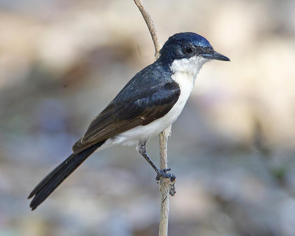 Restless Flycatcher