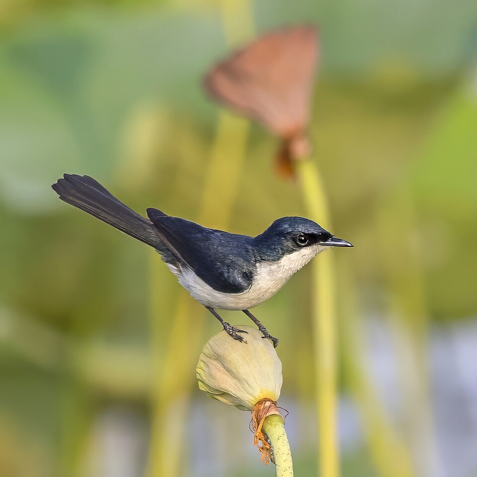 Paperbark Flycatcher