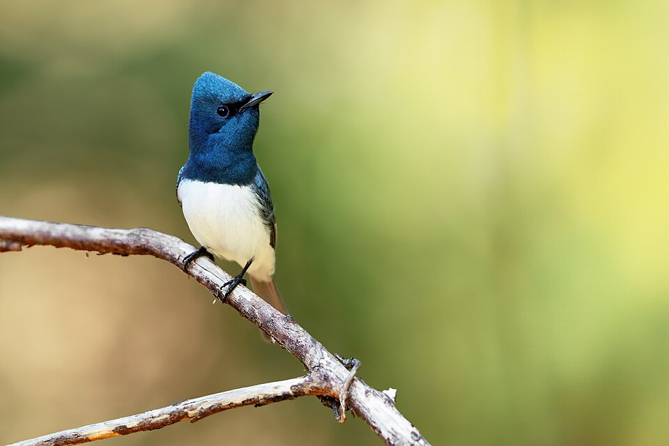 Leaden Flycatcher