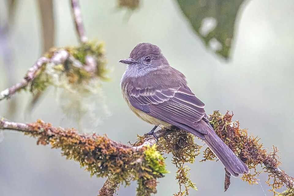 Pale-edged Flycatcher