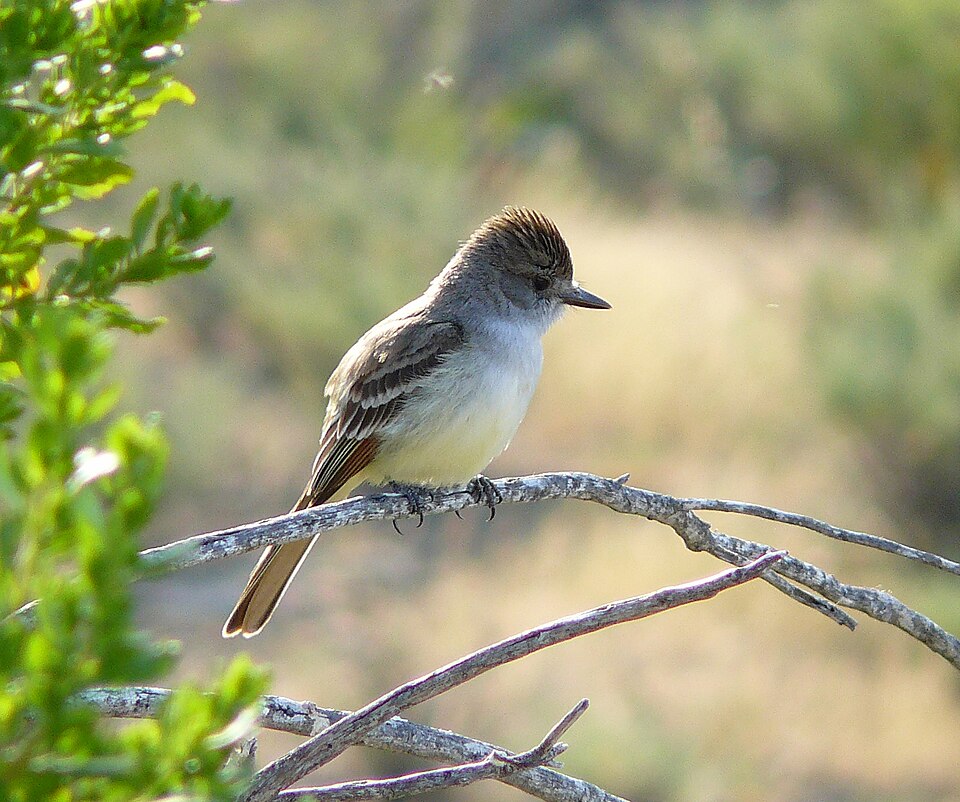 Ash-throated Flycatcher