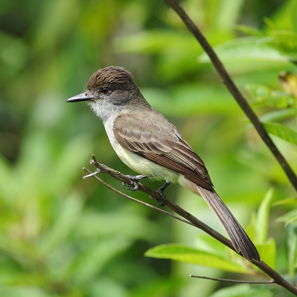 Short-crested Flycatcher