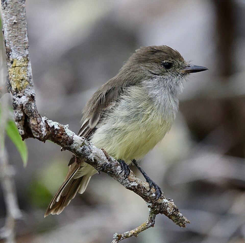 Galapagos Flycatcher