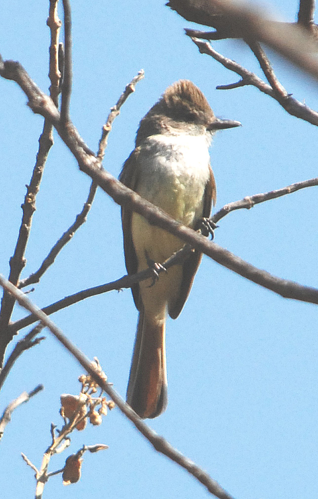 Nutting's Flycatcher