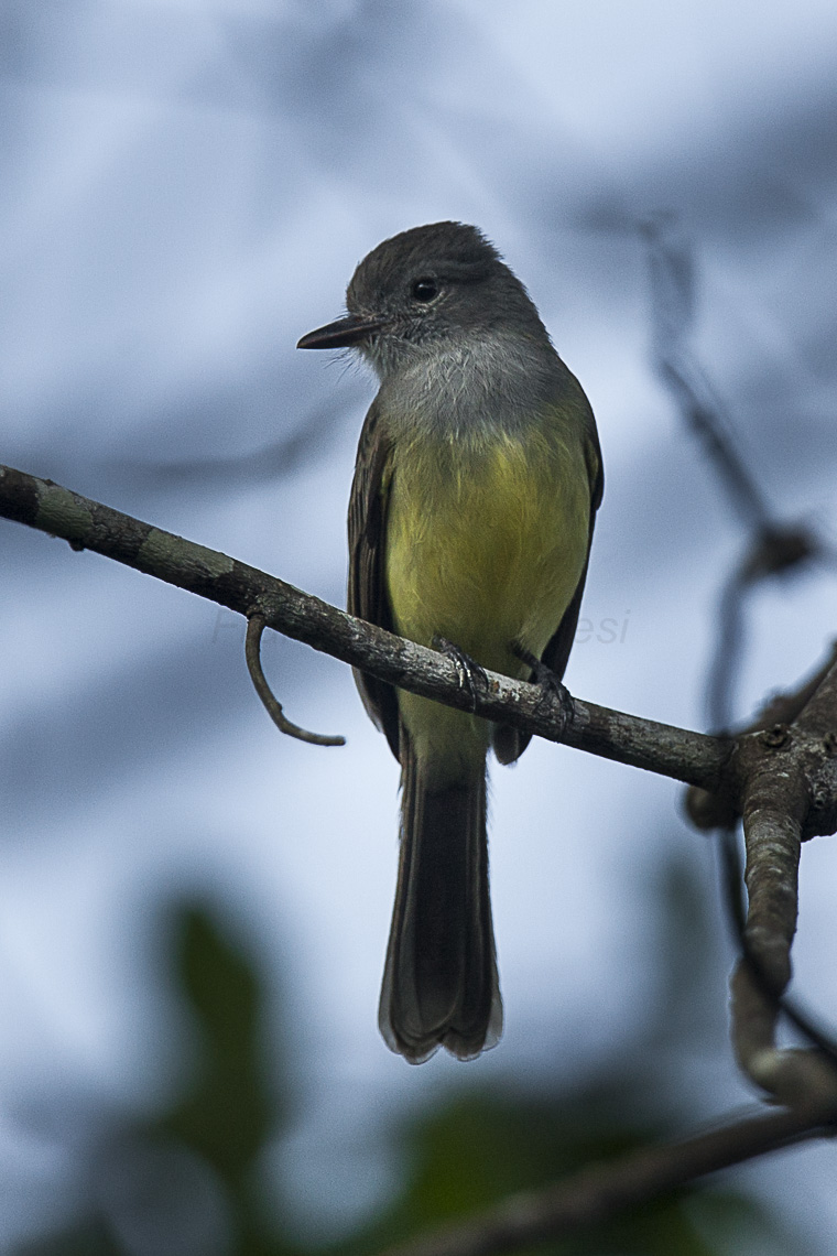 Panamanian Flycatcher