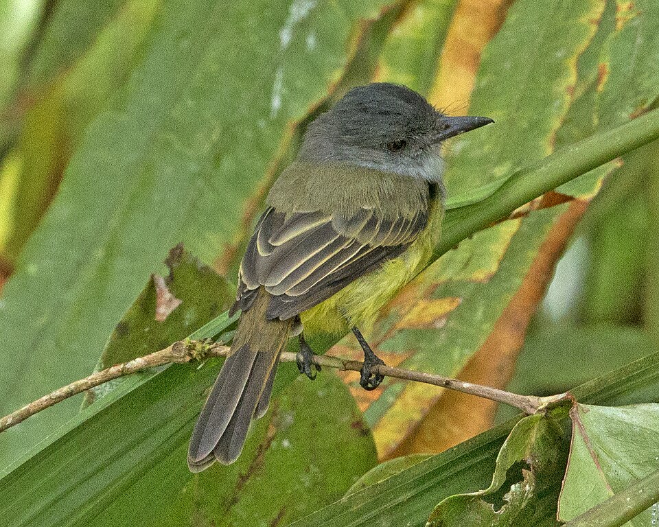 Sooty-crowned Flycatcher