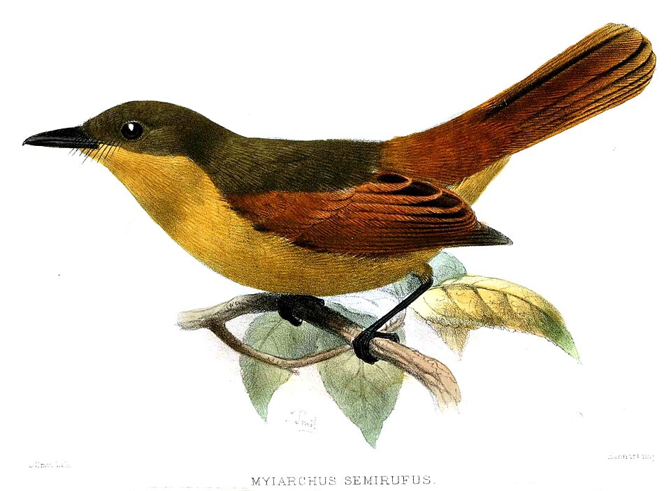 Rufous Flycatcher