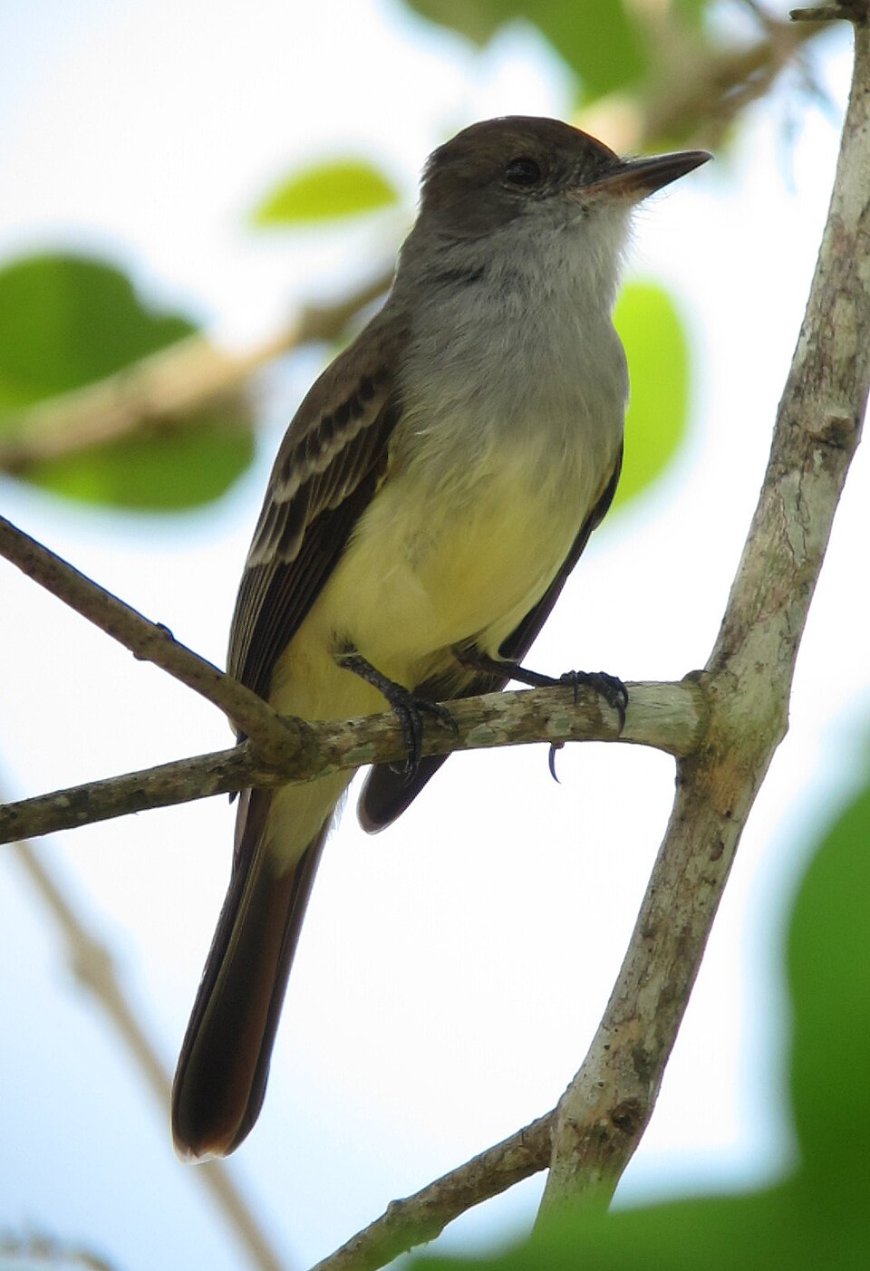 Venezuelan Flycatcher