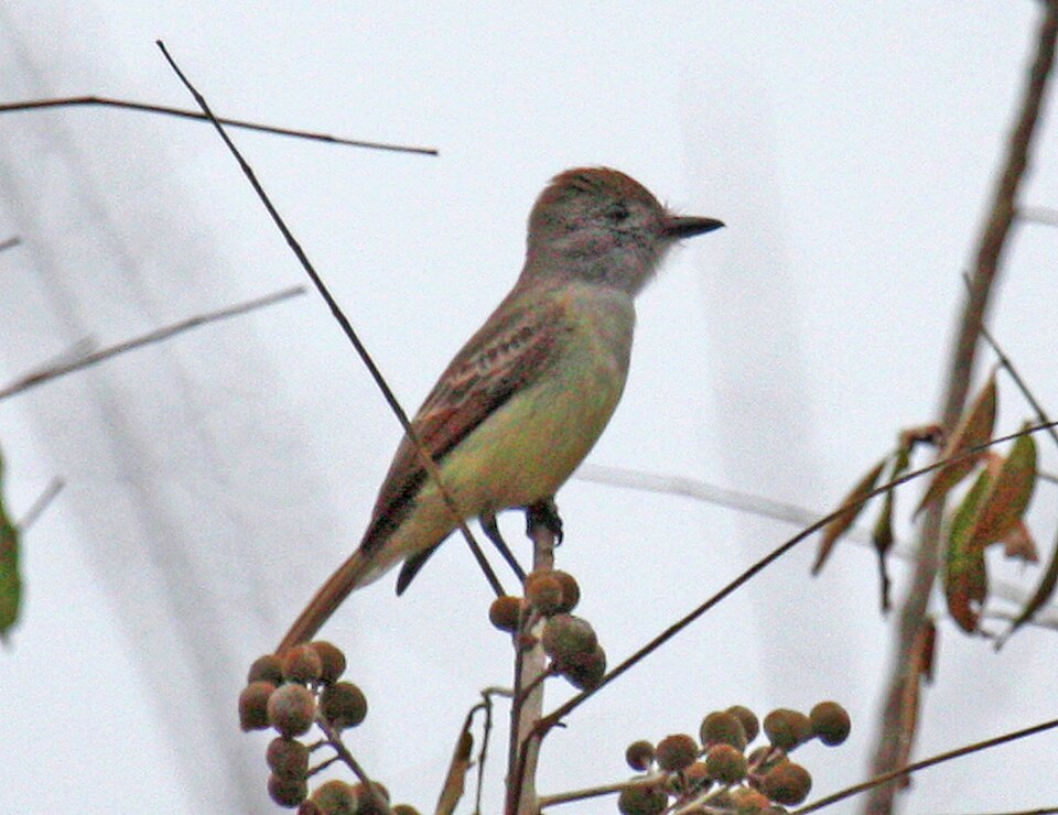 Yucatan Flycatcher