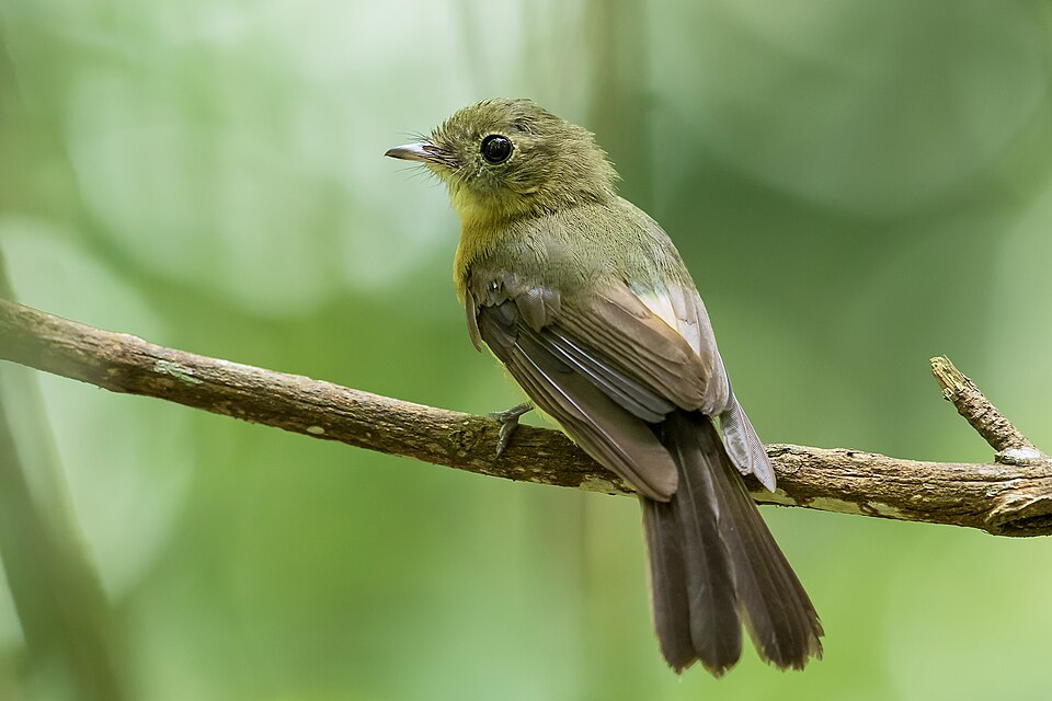 Whiskered Myiobius