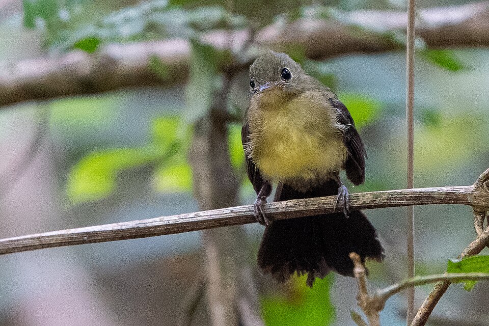 Sulphur-rumped Myiobius