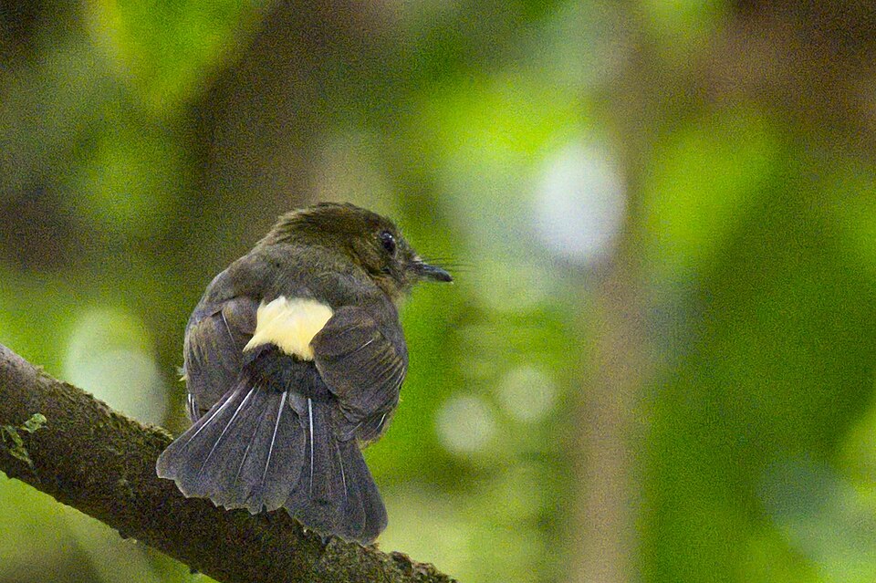 Tawny-breasted Myiobius
