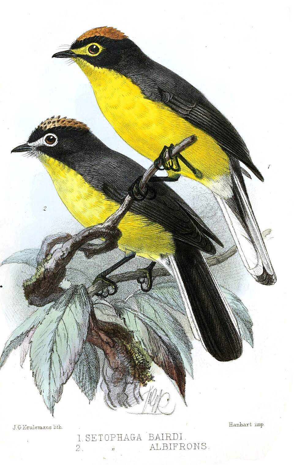 White-fronted Whitestart