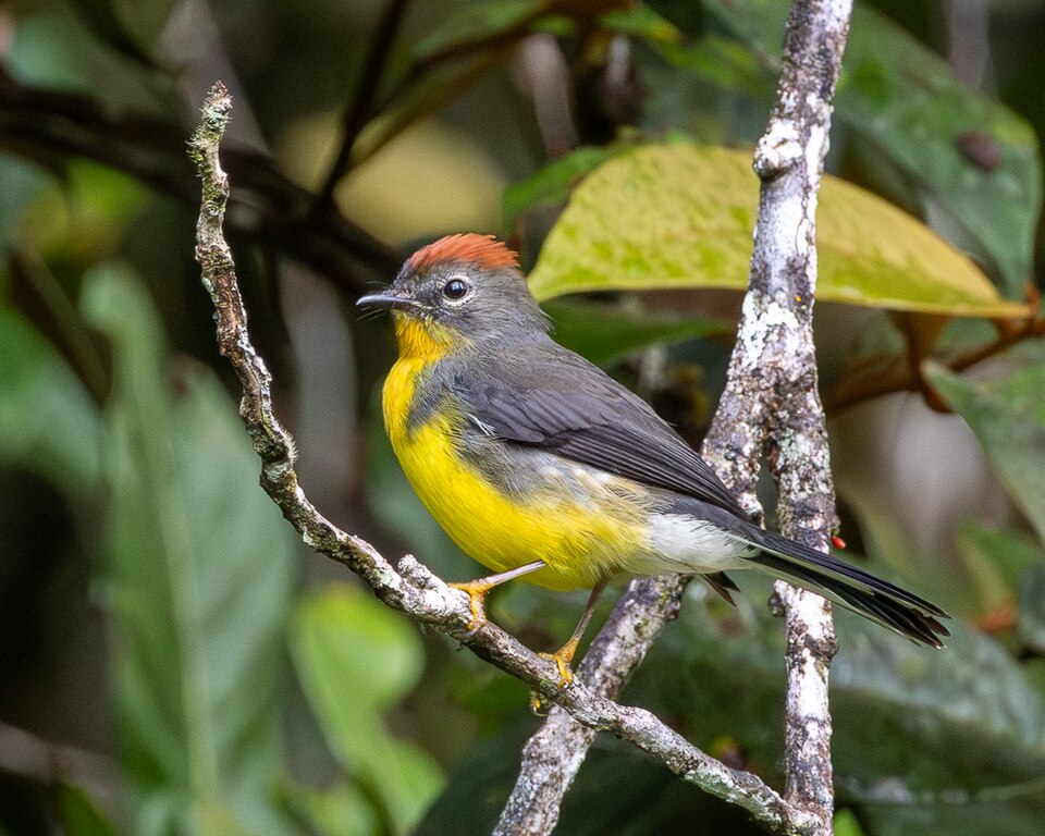 Tepui Whitestart